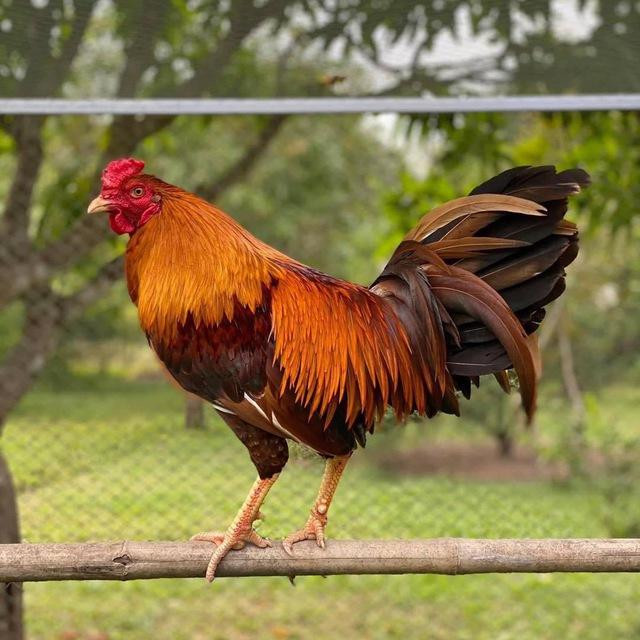បក្សីសៃវៀនជ្រៃធំ