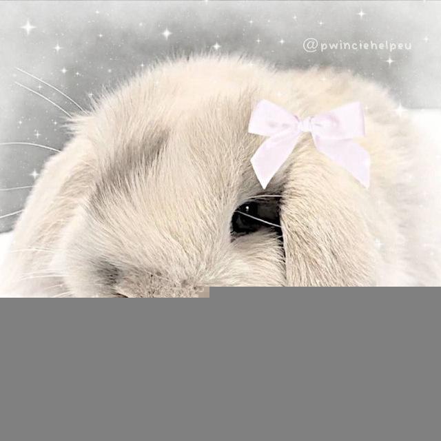 🐰 ✿︭ ִ໑ ρωꪱ๋𐓣ᥴꪱ๋ᧉ hᧉᥣρ-ᧉυ ꩜!3 ⸼ ࣪ ׅ 💭