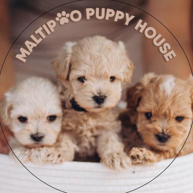 Maltipoo puppy house