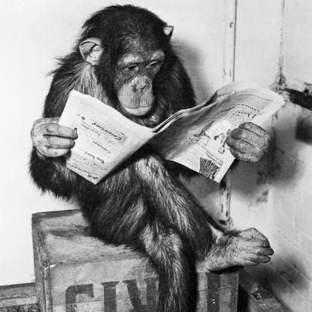 Reading Ape Journal