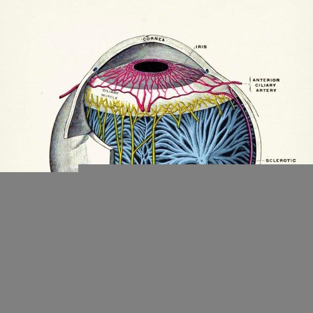 OphthalmoMaster 👁