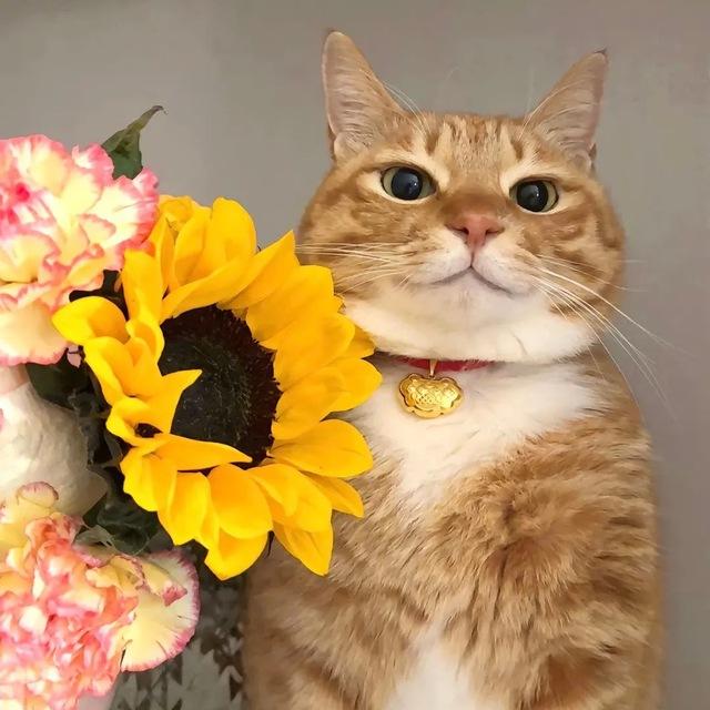 Cổng Chào Šħïňşøï Şțøřë
