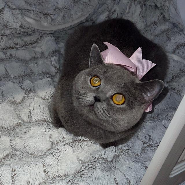 💙ѕαвα💙