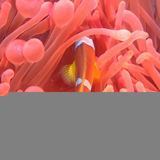 Coral Dreaming