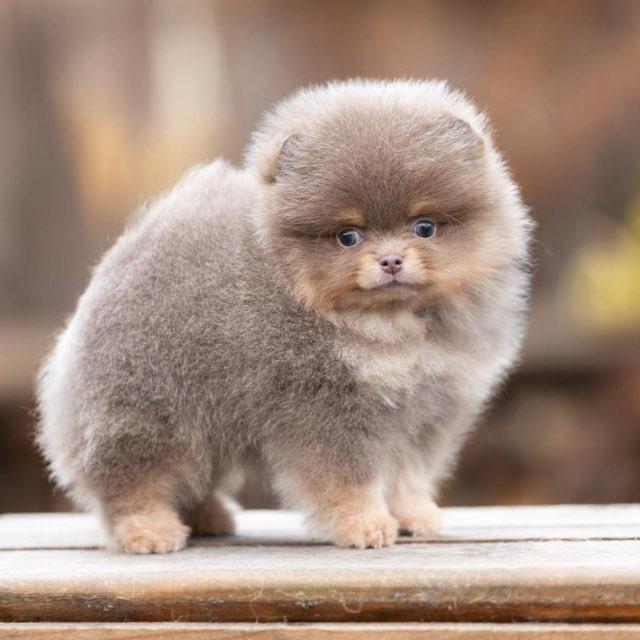 Tiffany Pomeranian & Chihuahua Puppies