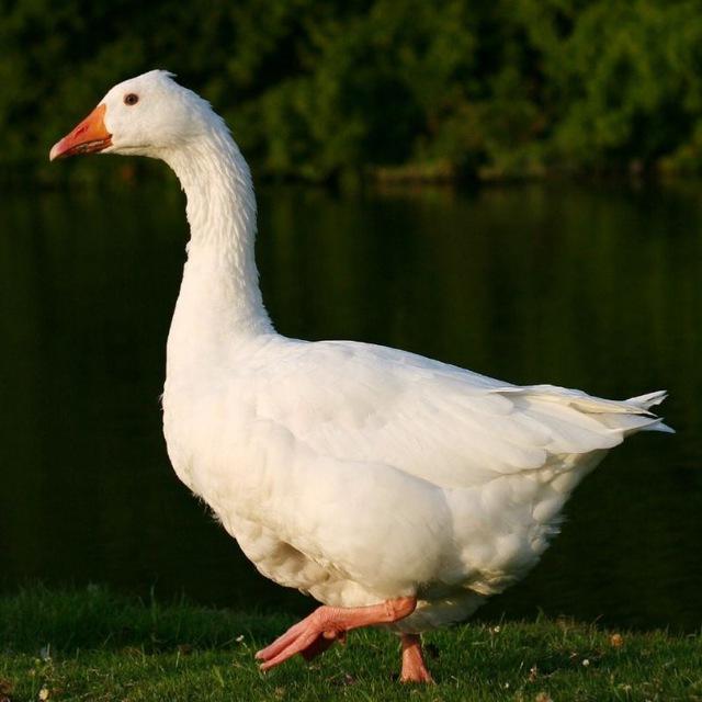 덕덕위키