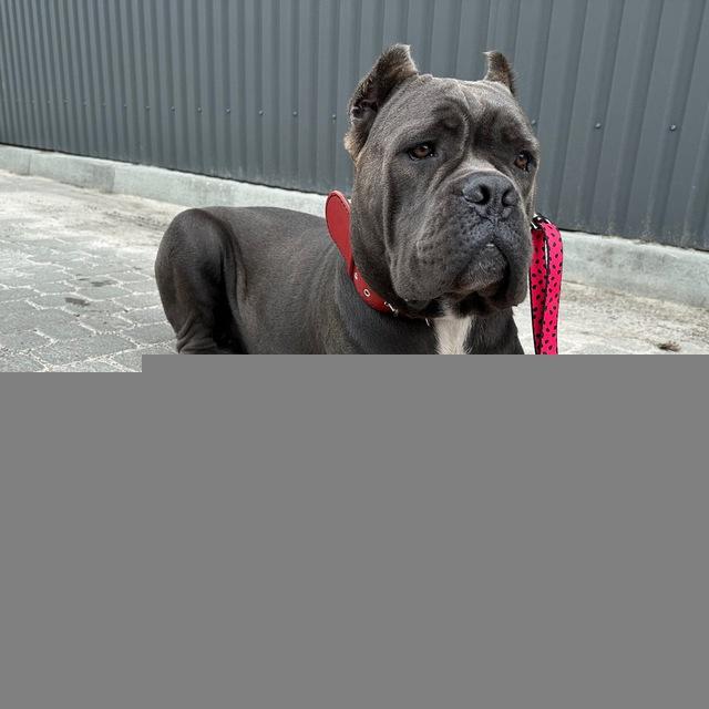 Elite Cane Corso Puppies Official