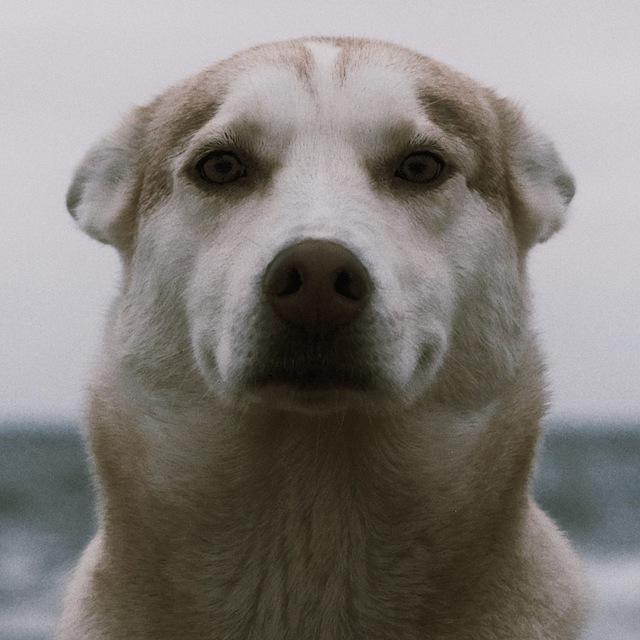 Добрее Буду