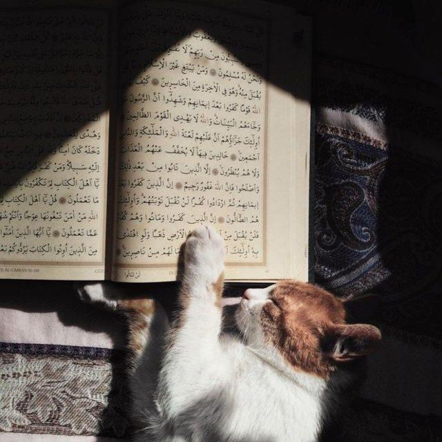 القارئ عمر بن ضياء الدين