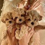 Maltipoo Official | щенки мальтипу | Москва