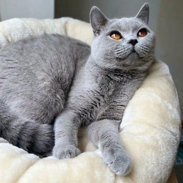 Kittens for adoption