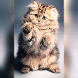 Pati Sevenler 🐈🐾🐕
