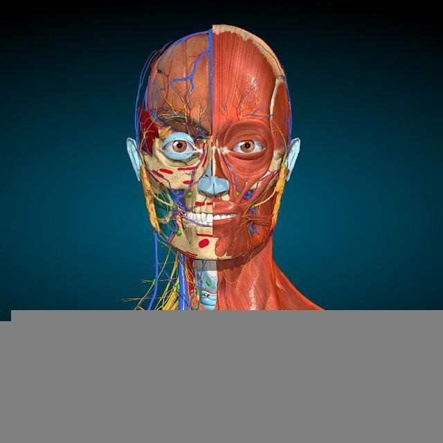 Anatomy | Dr Osama Kiwan
