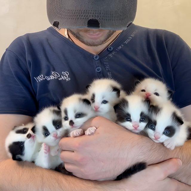 Catslapa 😻 Самые Красивые коты в мире
