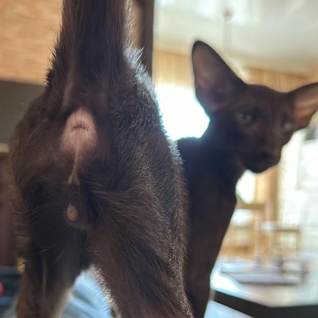 Очень сексуальный кот