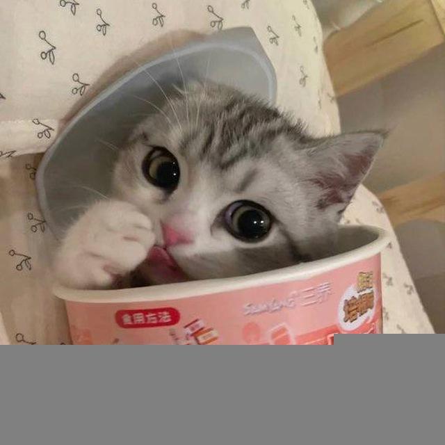 батлы няшек
