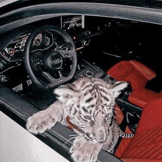 Alpha 🐺🩶