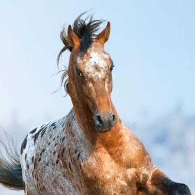 Free Vax! 🐎Purosangue!🐎 Scelta vaccinale libera! Tutti gli umani benvenuti. Uniamoci per il bene comune.