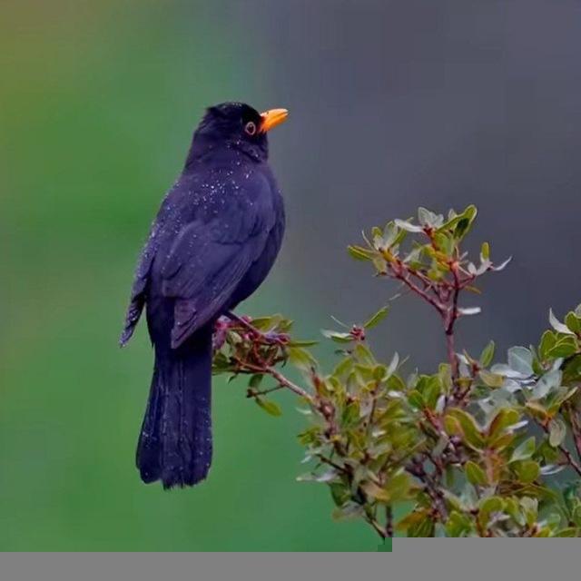 علوم بكالوريا ✌️أ. علي محمد