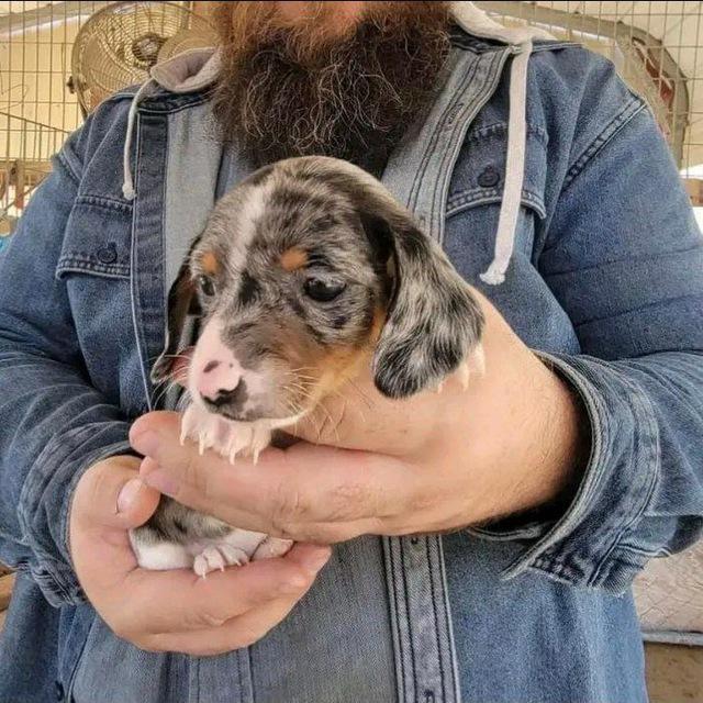 DACHSHUND PUPPIES FOR adoption/re-homing