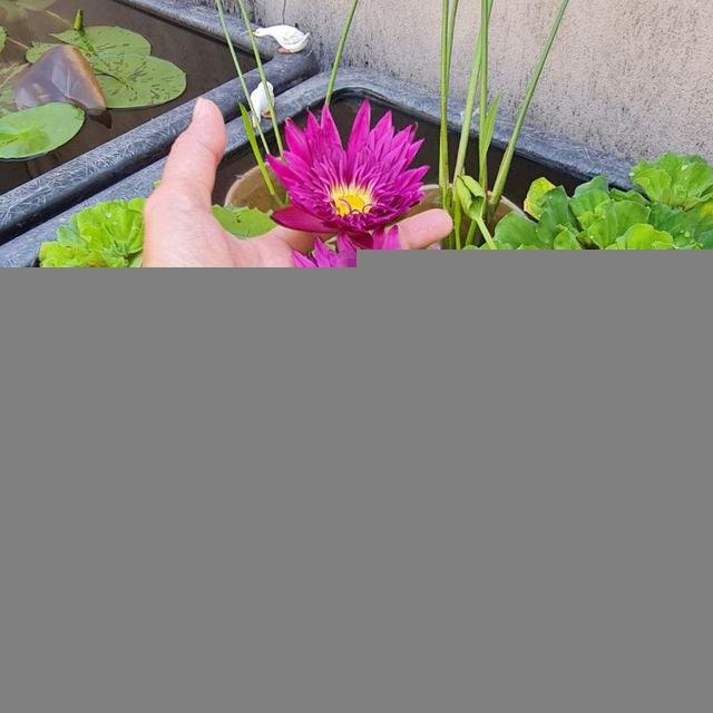 Lena Waterlily Nursery 睡莲