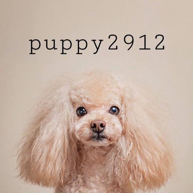 Той-пудель, мальтипу🐾🐩