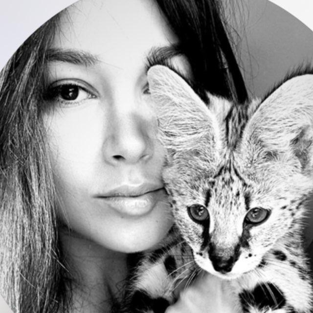 Savannah Cat 🐆