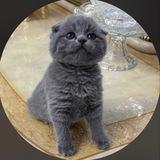 ZOTDOR MUSHUKLAR | TEDDY CAT