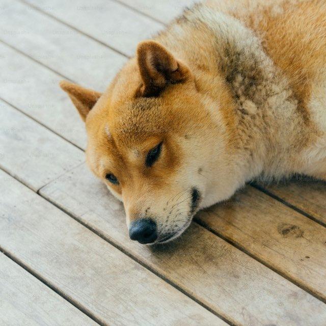 시바의 구걸 채널