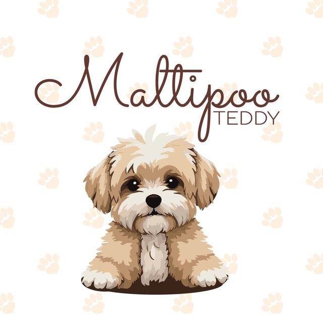 Maltipoo_Teddy