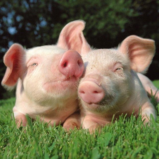 ក្រុមទិញ លក់ជ្រូក🐷
