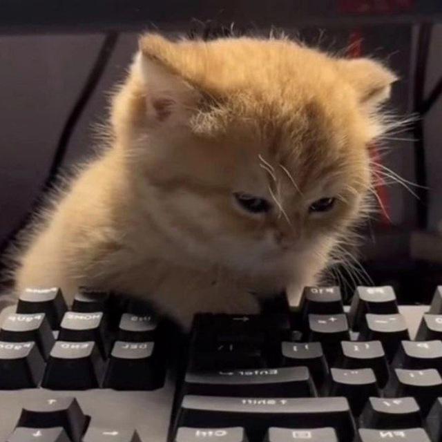 r/держи кота