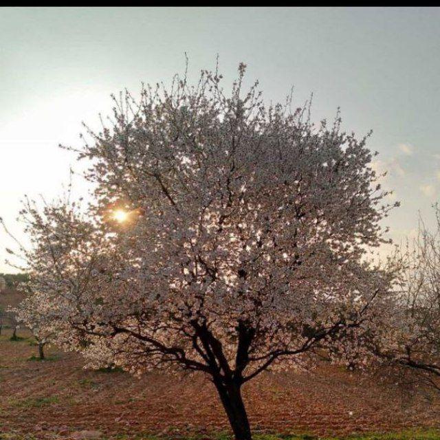 Hoşçakal Ülkesi Sohbet