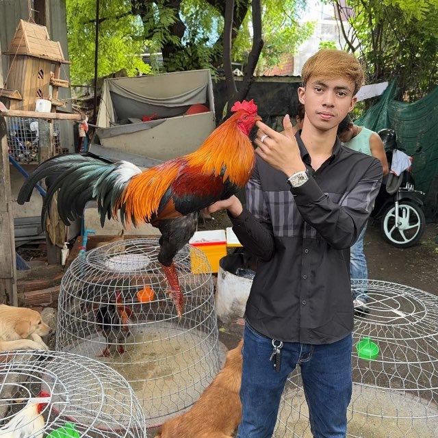 គ្រុប សេងហុង បក្សីចម្បាំង😊🐓💸❤️