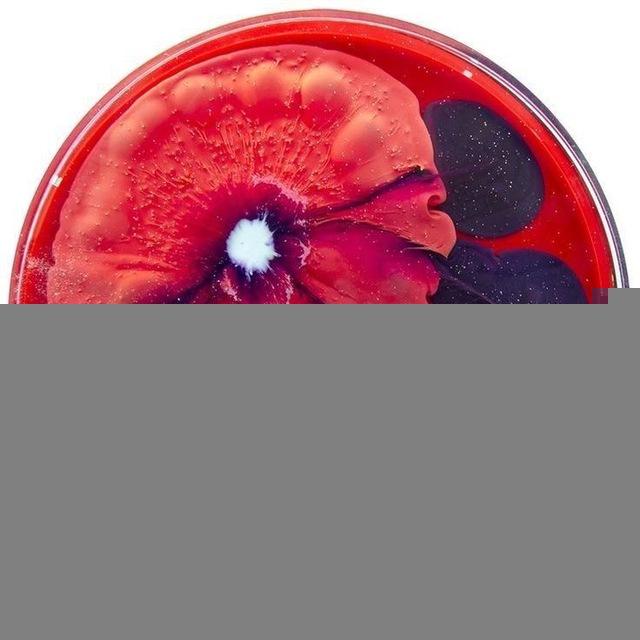 Medical Microbiology