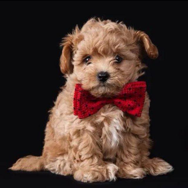 Maltipoo Moscow щенки Мальтипу в Москве