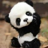 Panda🐼🖤