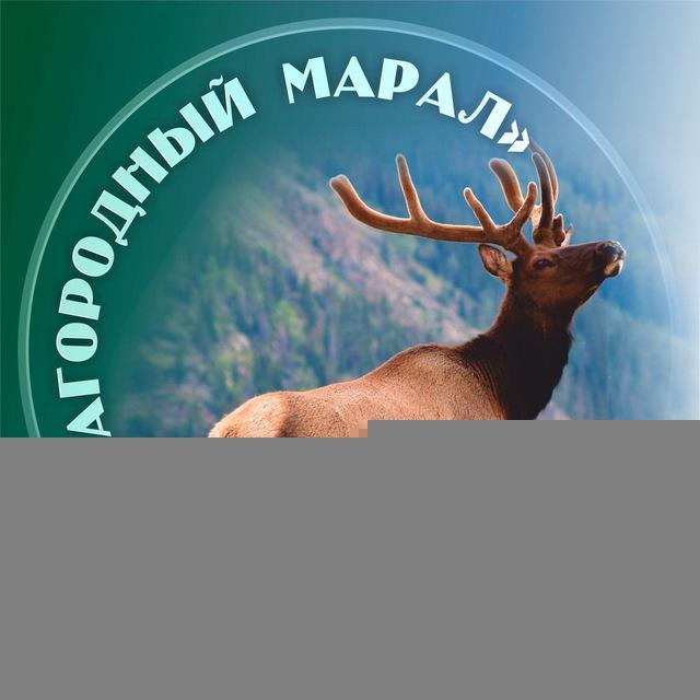 Маральник «Благородный Марал»