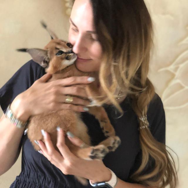 Cattery “Golden kitties” live