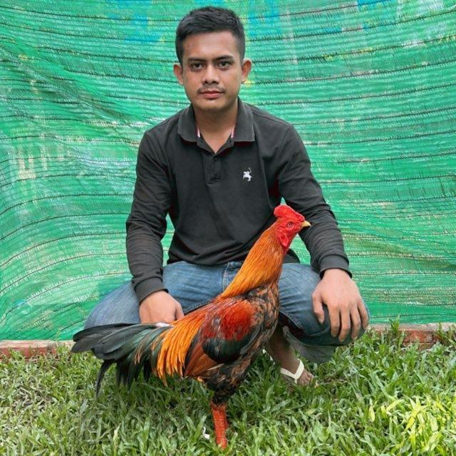 ប៉ោ ឆេង🐓ទ្រុងបក្សីស្លាបហង្ស&ផ្លែកាំបិត🇵🇭🇵🇭