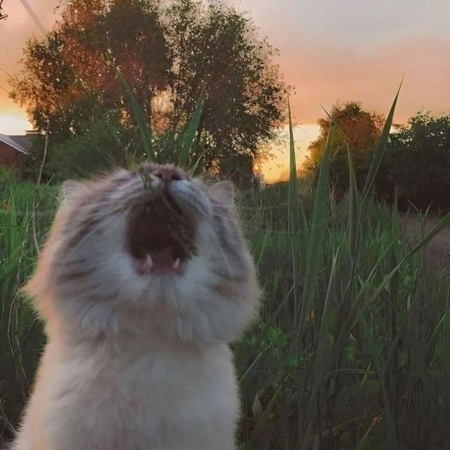 🌸Признавашки Урюпинска🌸