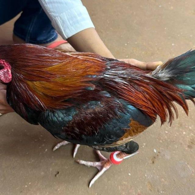 កសិដ្ធាន NRម្លប់ដូង