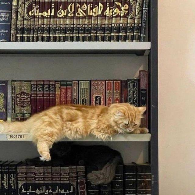 قرآن ، ادعية ، اذكار , المصحف