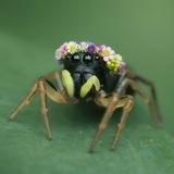 Всё дело в Пауках🕷