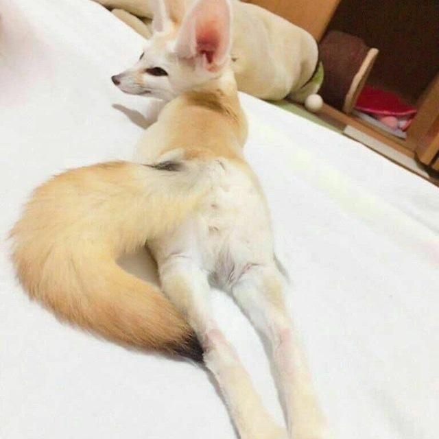 Fennec 🏳️‍🌈 femboy 🏳️‍⚧️ Friends 😊