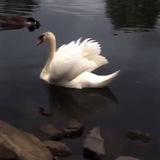 ‌ ‌ ‌ ‌ ‌ ‌ ◟𝖲𝖶𝖠𝖭 ‌ ‌ ‌ ‌ ‌ ‌