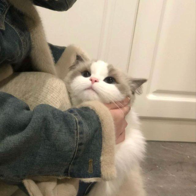 عَلبالي