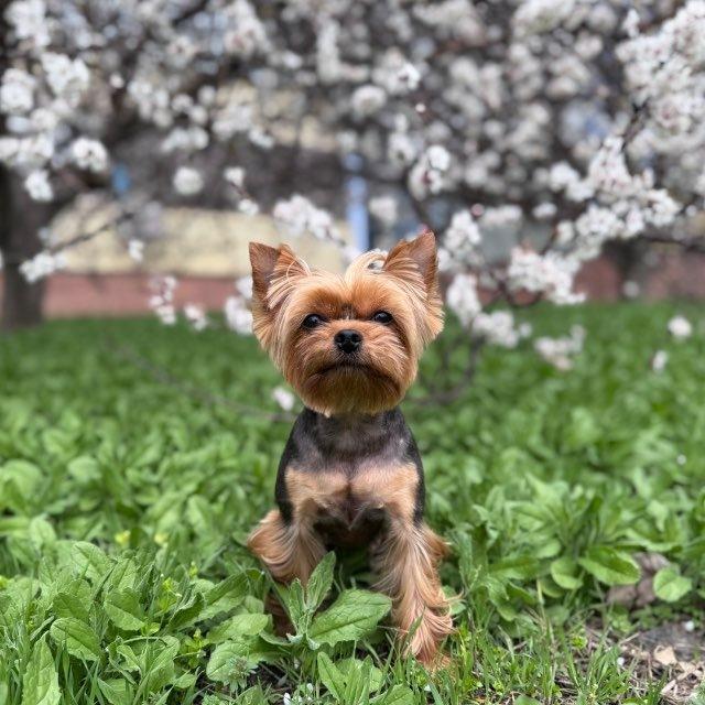 Dogs Diary