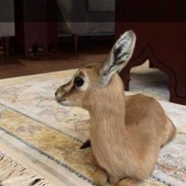 عاشق『🦌』 الغزلان
