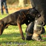Stepanenko K-9 dogs